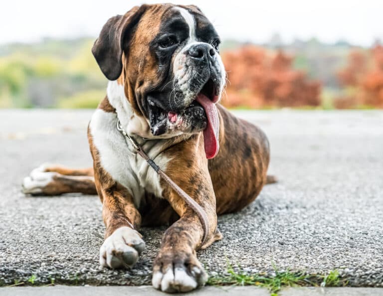 Do Boxers Use Their Paws A Lot?