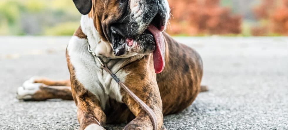 Do Boxers Use Their Paws A Lot?