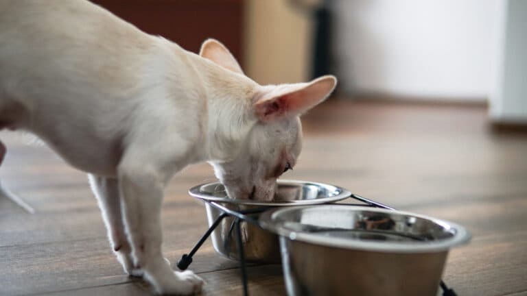 Do Chihuahuas Eat Eggs?