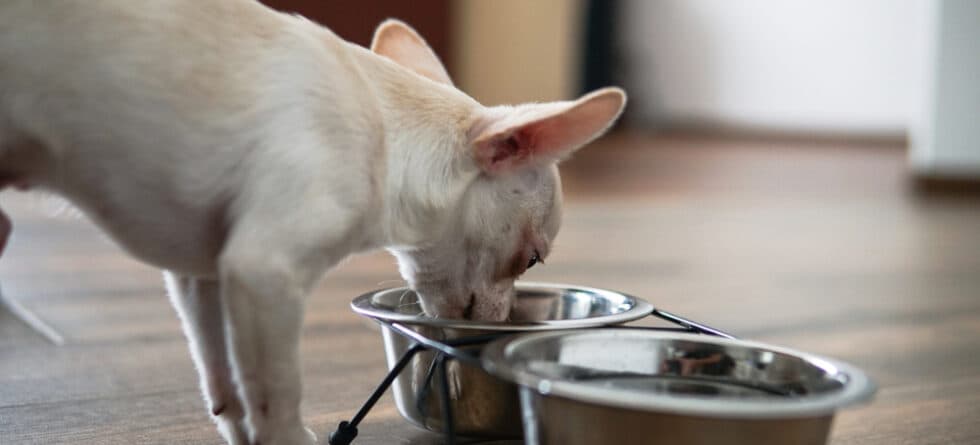 Do Chihuahuas Eat Eggs?