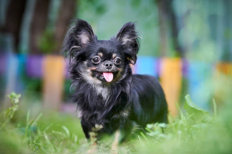 Do Chihuahuas Like The Rain?