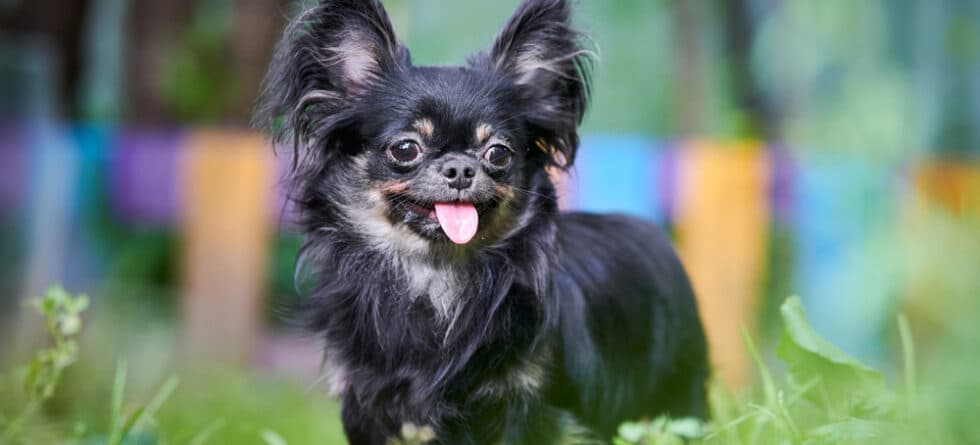 Do Chihuahuas Like The Rain?
