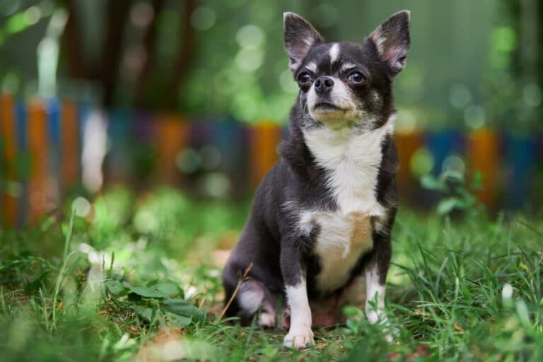 Do Chihuahuas Smell A Lot?