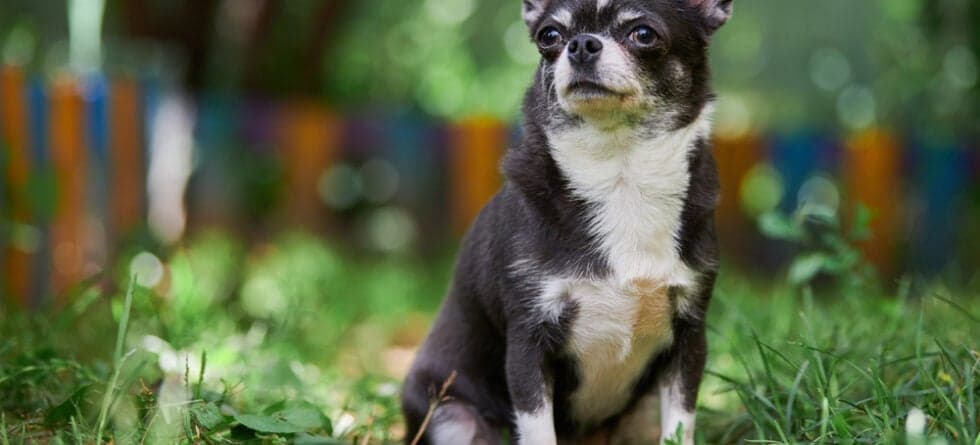 Do Chihuahuas Smell A Lot?