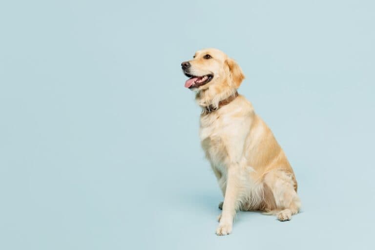 Do Golden Retrievers Bark A Lot?
