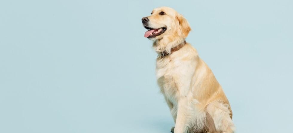 Do Golden Retrievers Bark A Lot?