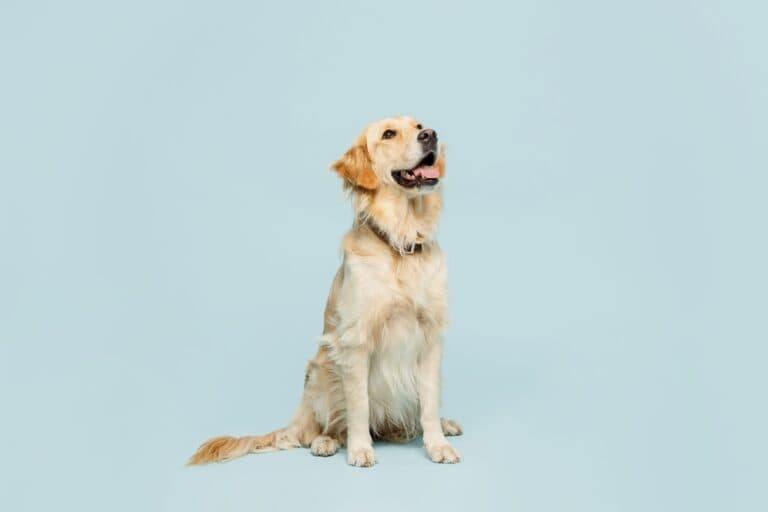 Do Golden Retrievers Have Behavior Problems?
