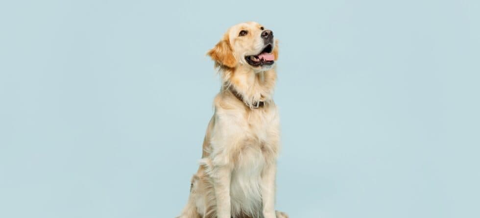 Do Golden Retrievers Have Behavior Problems?