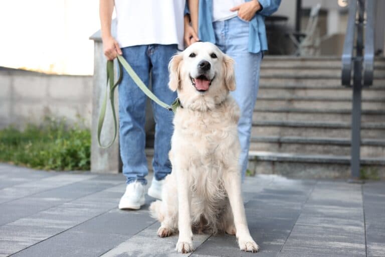 Do Golden Retrievers Turn On Their Owners?