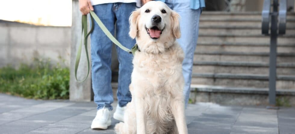 Do Golden Retrievers Turn On Their Owners?