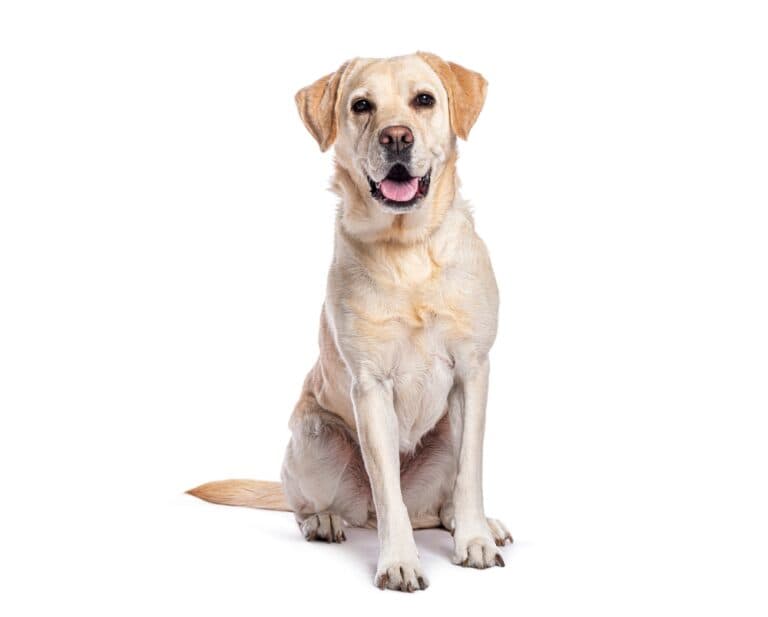 Do Labrador Retrievers Shed?