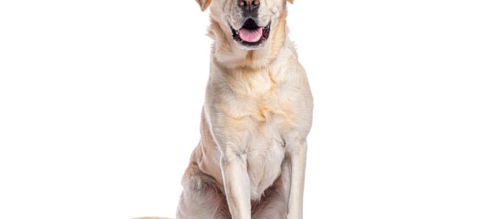 Do Labrador Retrievers Shed?