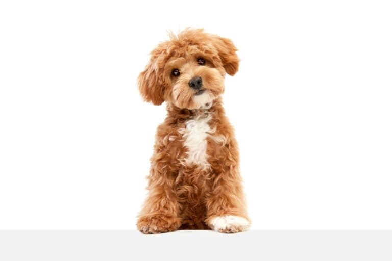 Do Poodles Chew A Lot?