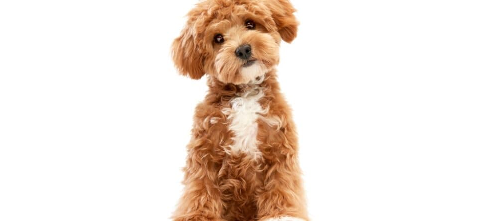 Do Poodles Chew A Lot?
