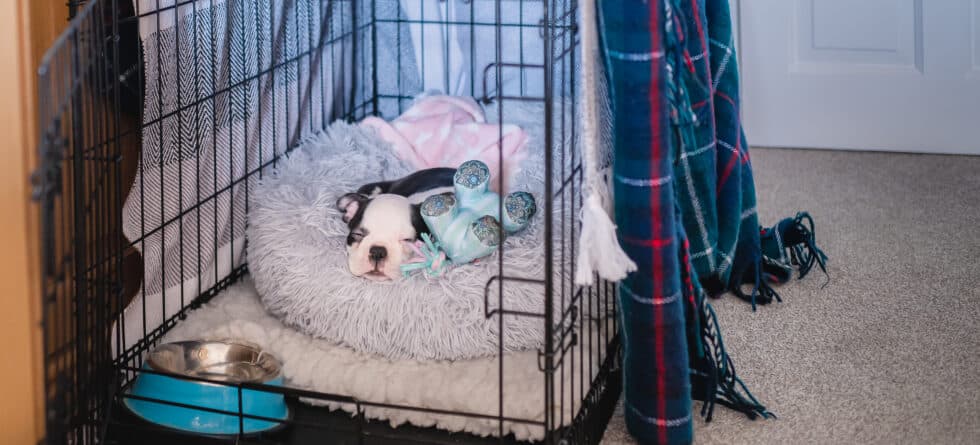 Does Putting A Blanket Over A Dog Crate Help?