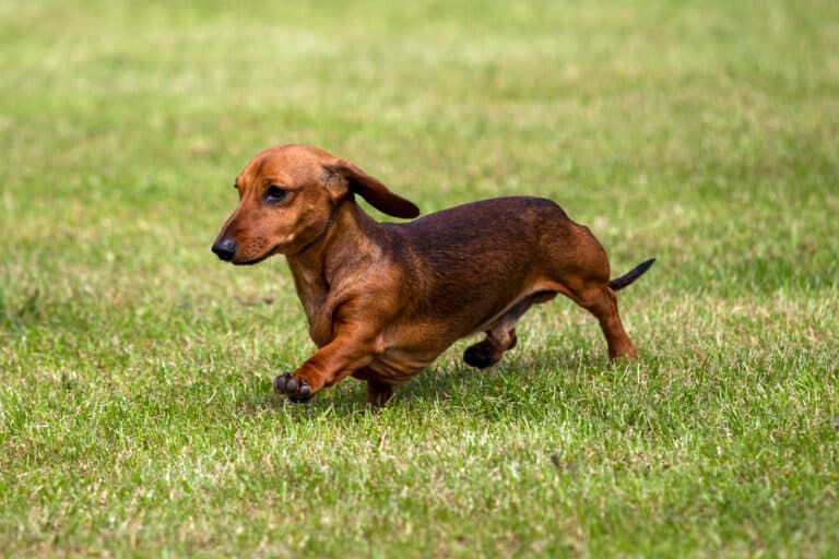 How Do Dachshunds Pick Their Favorite Person?