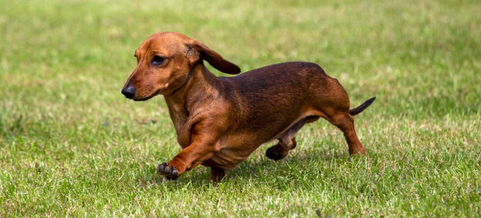How Do Dachshunds Pick Their Favorite Person?