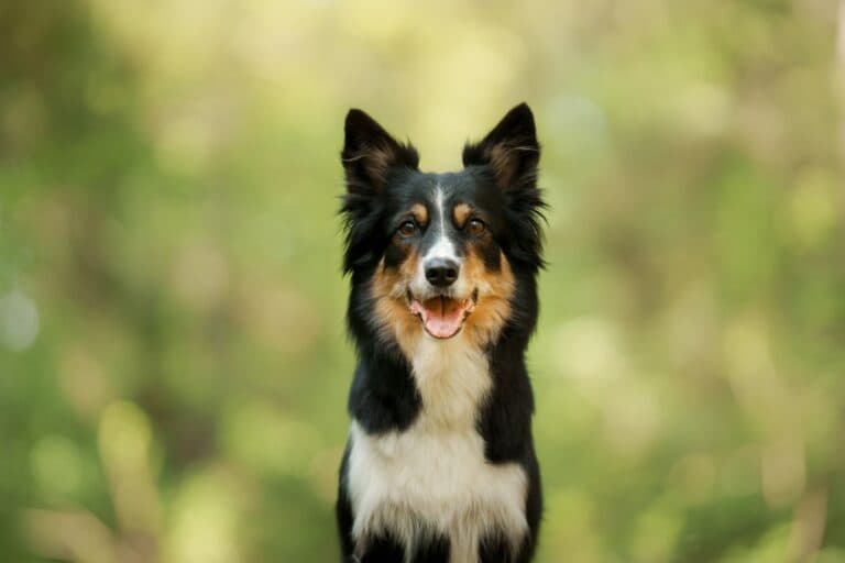 How Do Dogs Smile?