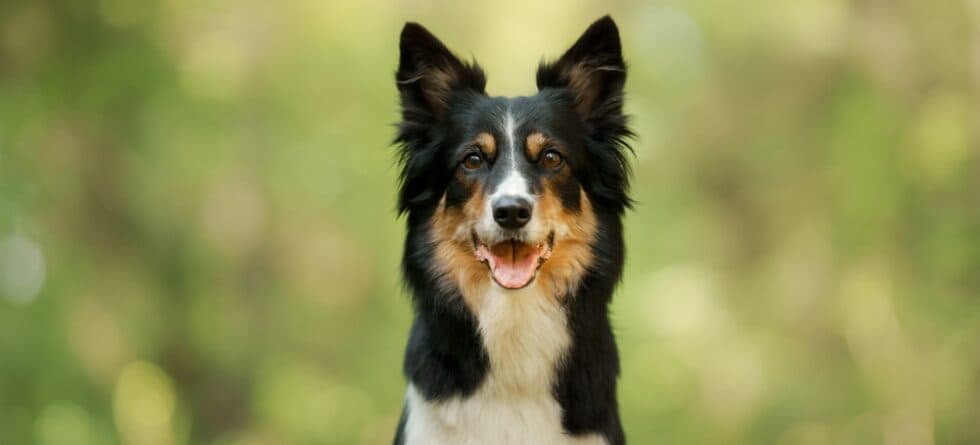 How Do Dogs Smile?