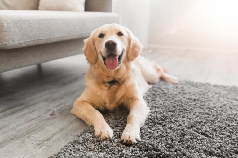 How Do I Know If It’s A Golden Retriever?