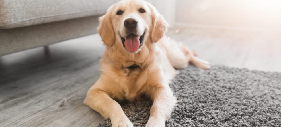 How Do I Know If It’s A Golden Retriever?