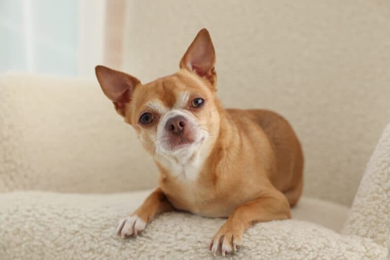 How Do I Know If My Chihuahua Is Sad?