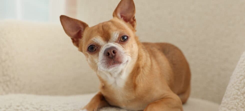 How Do I Know If My Chihuahua Is Sad?