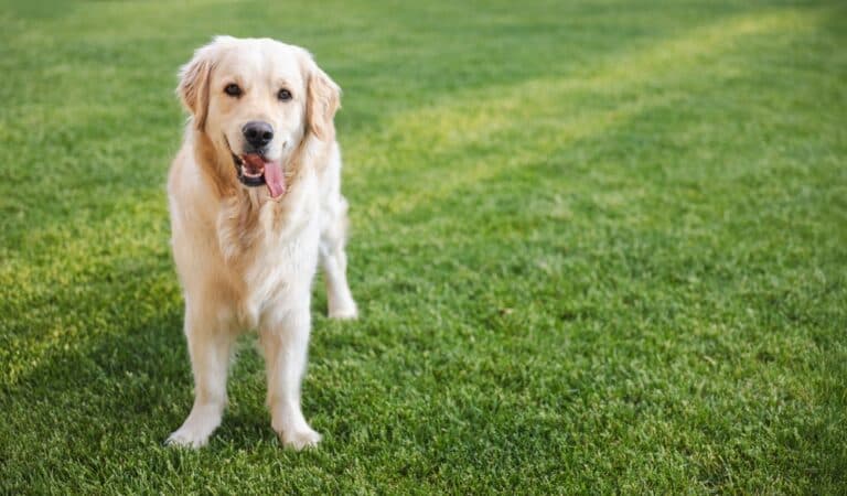 How Do I Know If My Golden Retriever Is Happy?