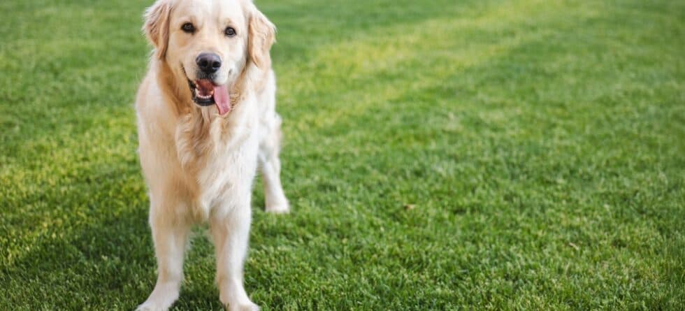 How Do I Know If My Golden Retriever Is Happy?