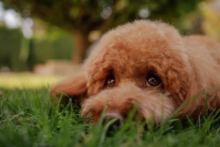 How Do I Know If My Poodle Is Sad?