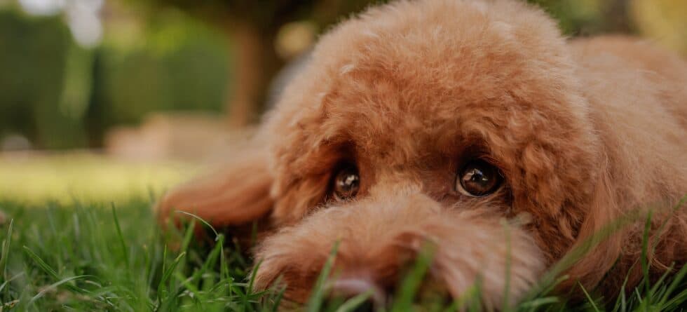 How Do I Know If My Poodle Is Sad?