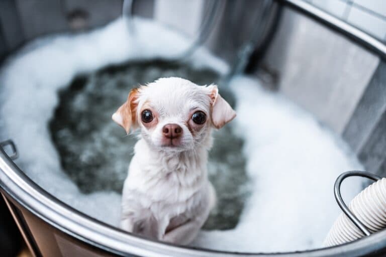How Do I Make My Chihuahua Happy?