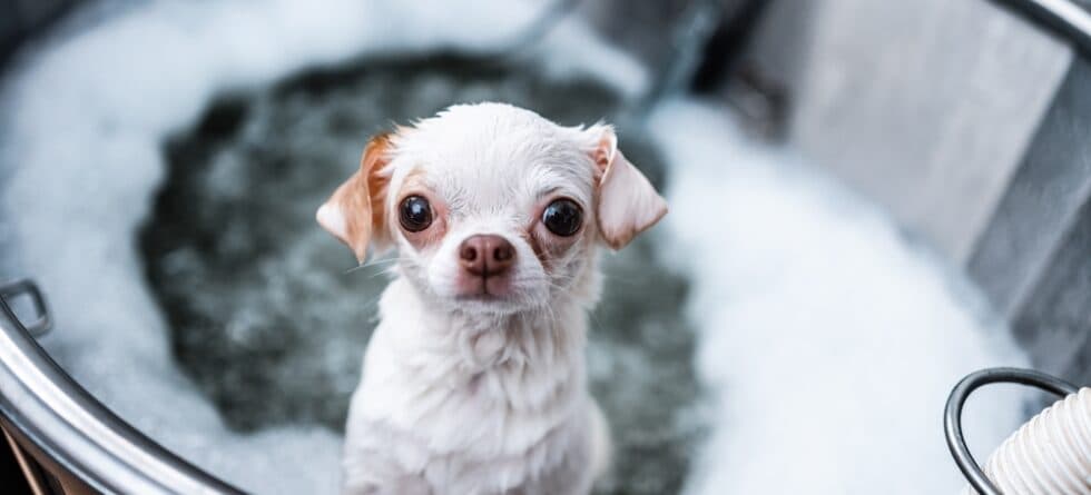 How Do I Make My Chihuahua Happy?