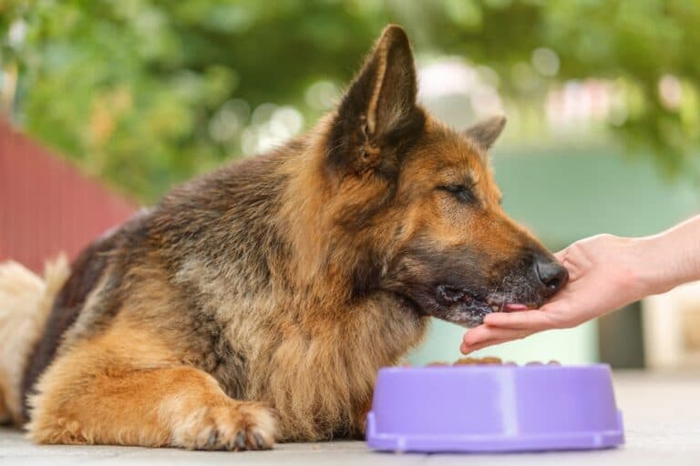 How Do I Stop My German Shepherd From Itching?