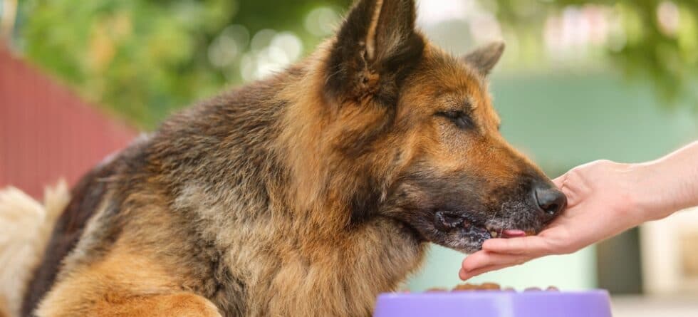 How Do I Stop My German Shepherd From Itching?