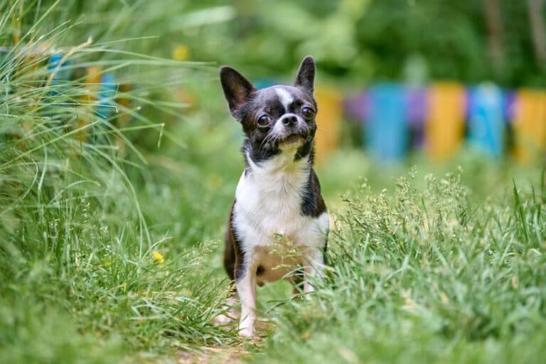 How Do You Chill A Chihuahua?