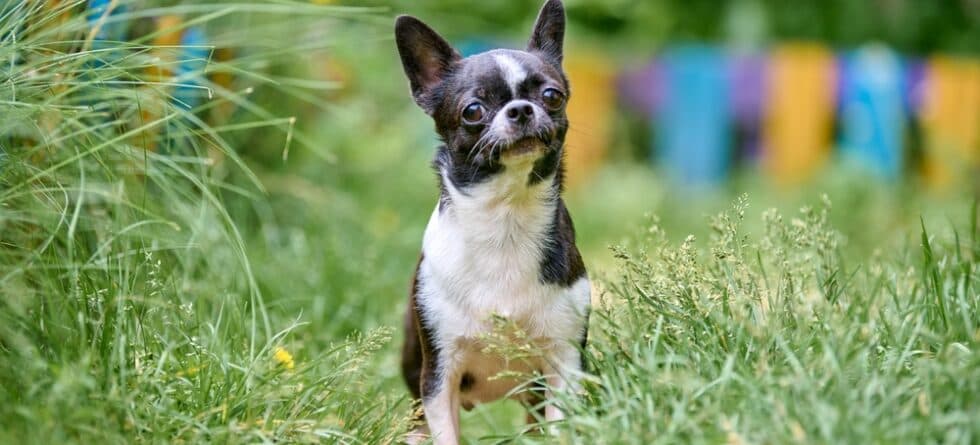 How Do You Chill A Chihuahua?