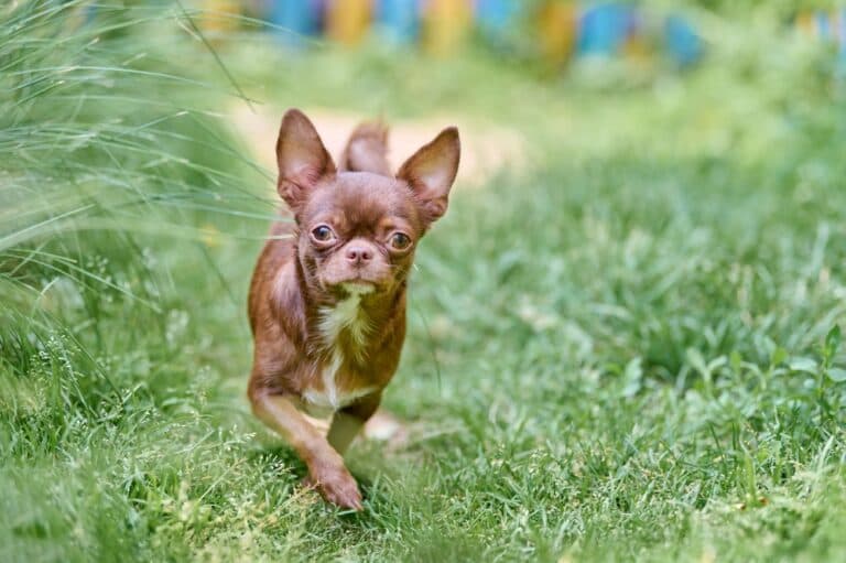 How Do You Make A Chihuahua Happy?