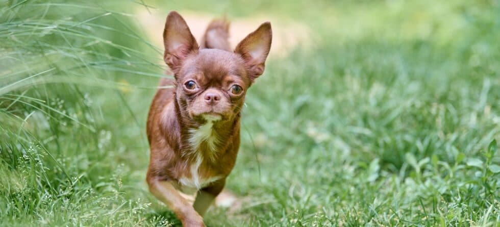 How Do You Make A Chihuahua Happy?
