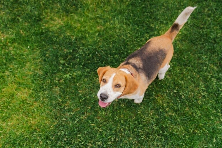 How Intelligent Are Beagles?