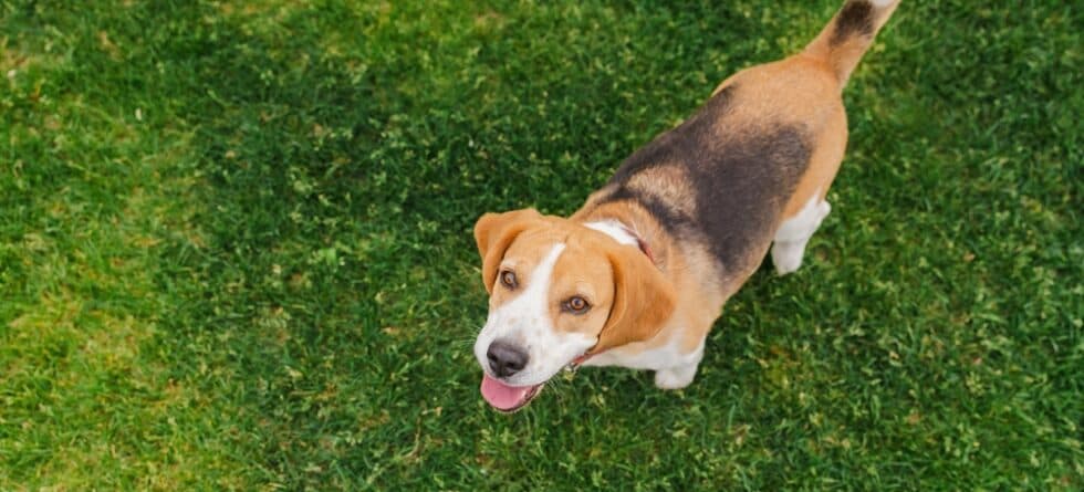 How Intelligent Are Beagles?