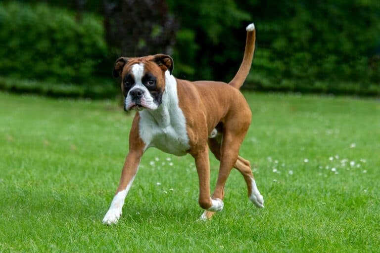 How Long Can A Boxer Dog Go Without Water?