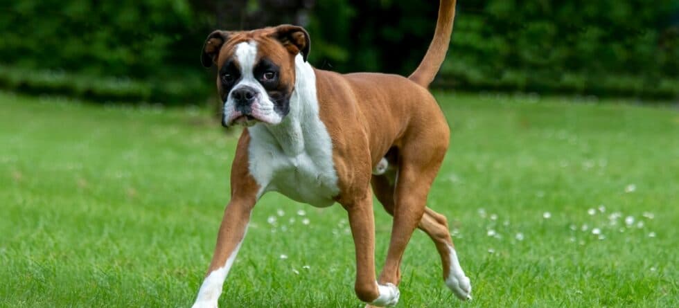 How Long Can A Boxer Dog Go Without Water?