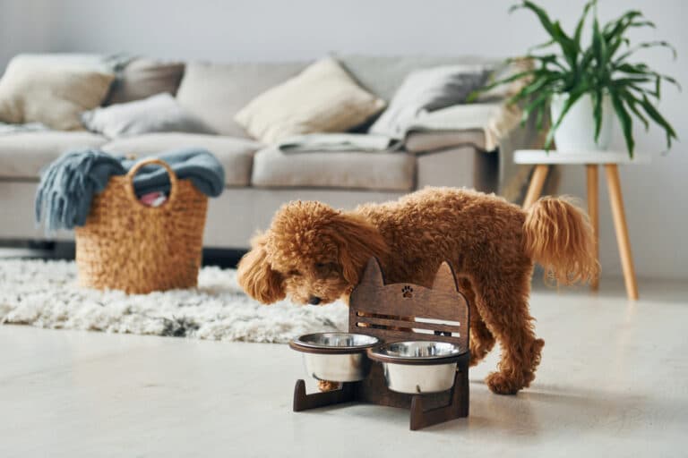 How Long Can A Poodle Be Left Alone?