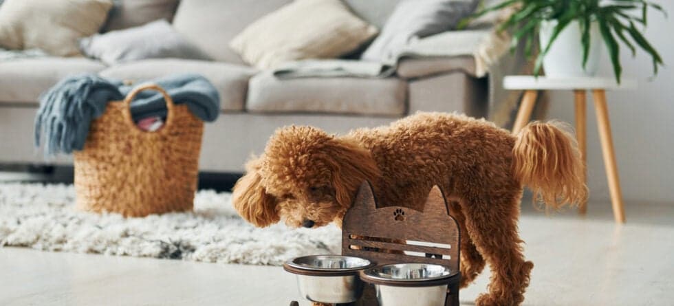 How Long Can A Poodle Be Left Alone?