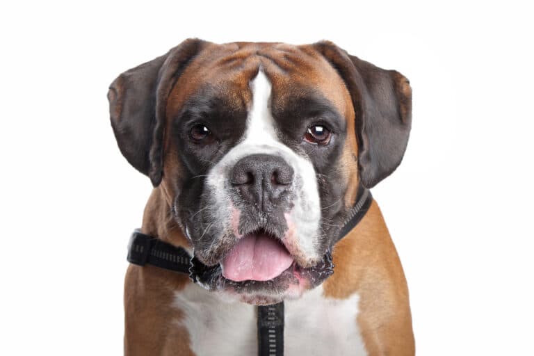 How Many Times A Day Should A Boxer Dog Eat?
