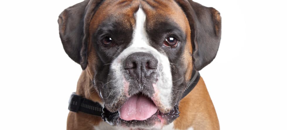 How Many Times A Day Should A Boxer Dog Eat?