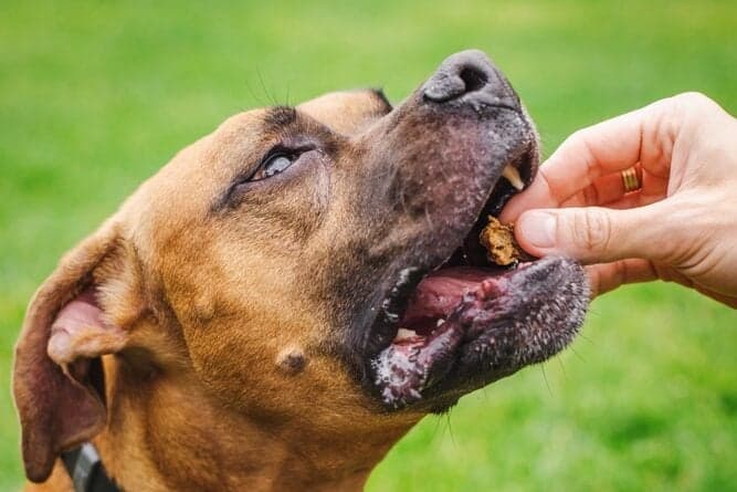 How Many Times A Day Should A Boxer Eat?