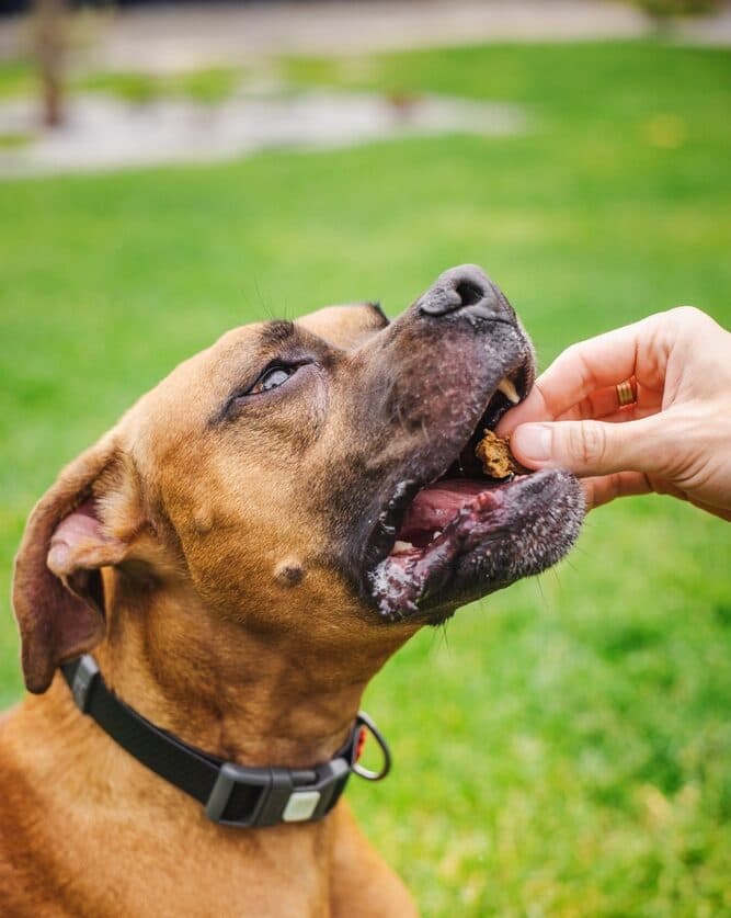 How Many Times A Day Should A Boxer Eat?