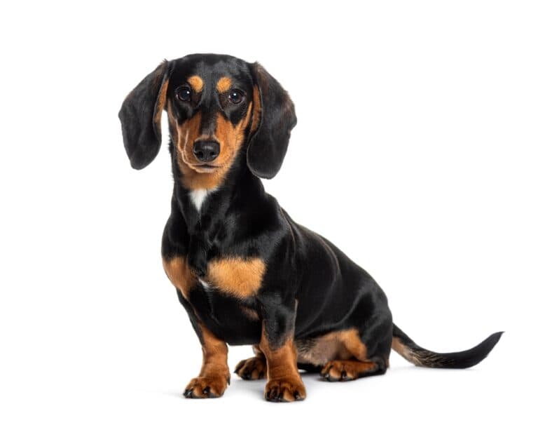 How Many Times Can You Bathe A Dachshund?